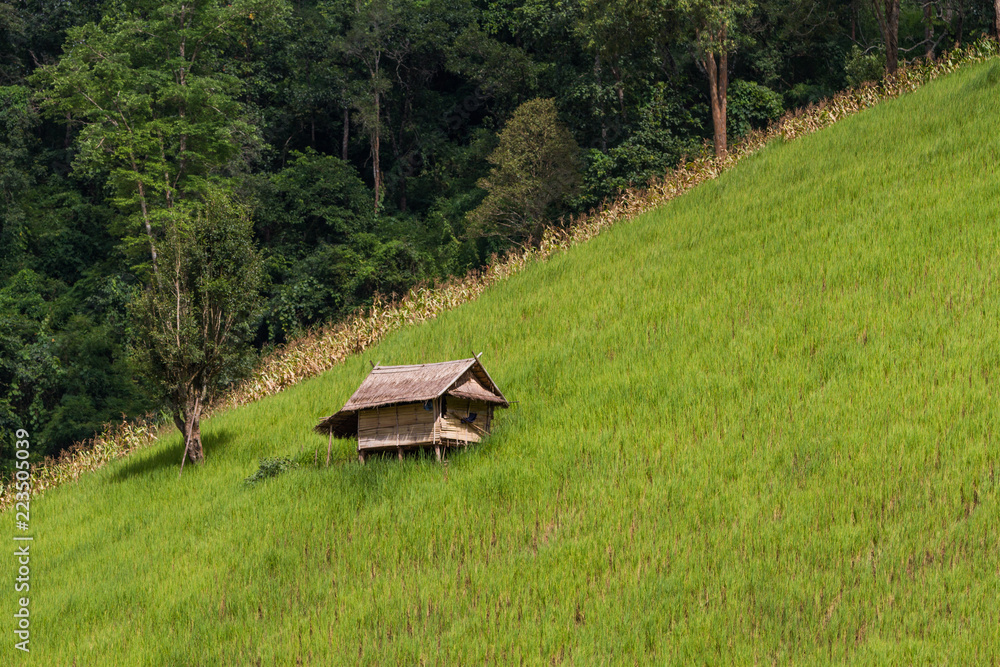 Little house in the middle of mountain paddy field, rice growing in mountain, Nan Province, Thailand, Asia Little house in the middle of mountain paddy field, rice growing in mountain, Nan Province, Thailand, Asia