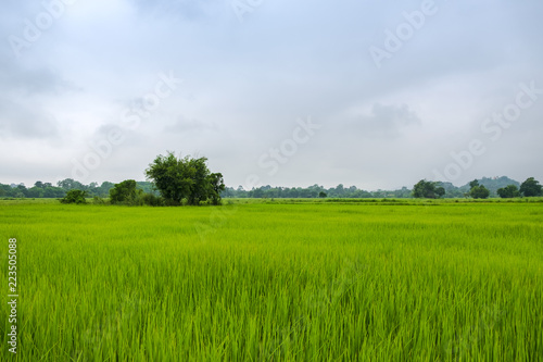 Rice Filed with Ripe Rice Ready for Harvest, Farming Argriculture in Northern of Thailand