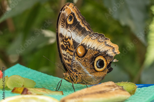 tropisches pfauenauge