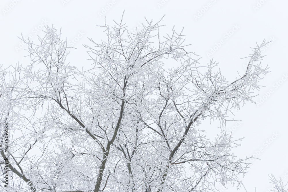 winter frosty branches on a white background winter frosty branches on a white background
