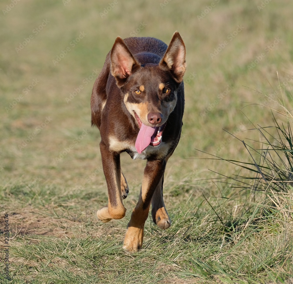 Kelpie running on sales sheep