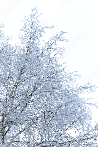 winter frosty branches on a white background © Alx_Yago
