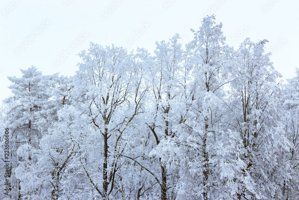 winter frosty trees on a white background winter frosty trees on a white background