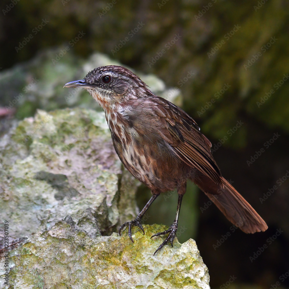Greyish Limestone-babbler Bird Greyish Limestone-babbler Bird