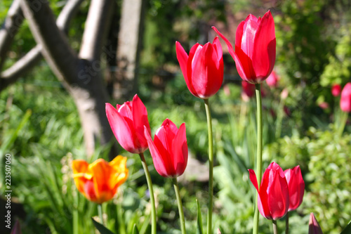 Yellow and red tulips in spring closeup