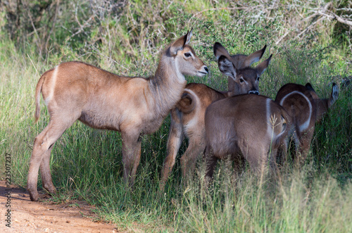 Photography Group of waterbuck calves forming a creche in natural environment