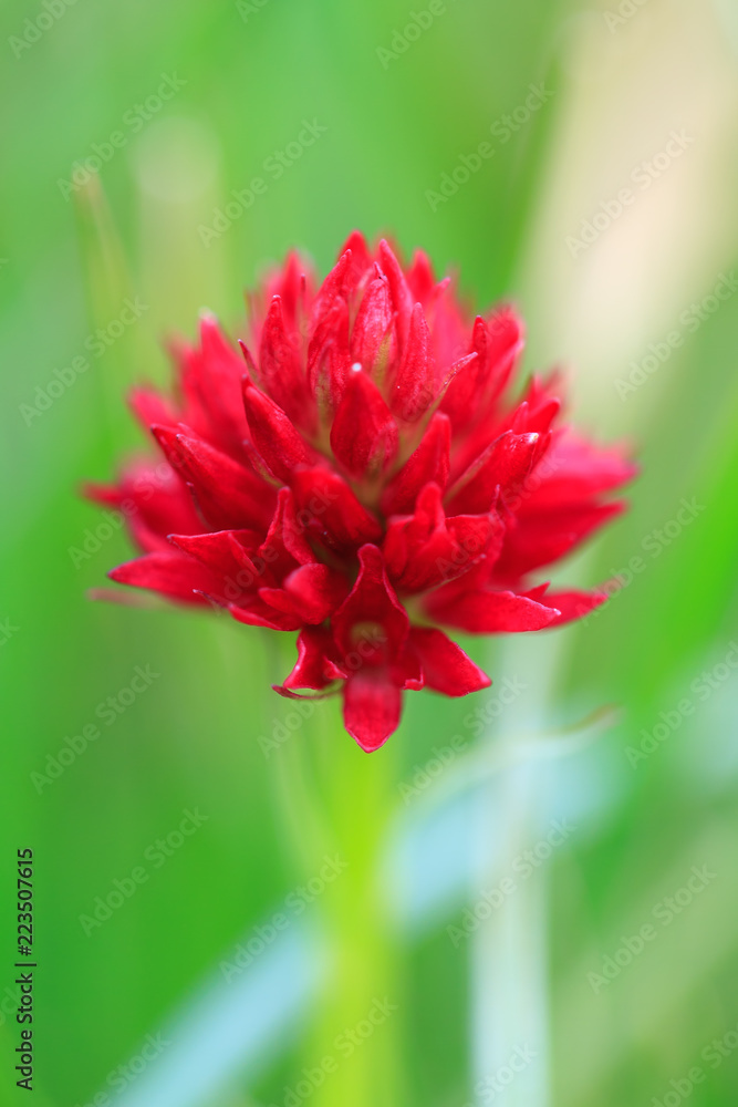 Beautiful close up macro of a red Vanilla Orchid (Gymnadenia rhellicani or rubra) in the swiss alps in summer
Beautiful close up macro of a red Vanilla Orchid (Gymnadenia rhellicani or rubra) in the swiss alps in summer
