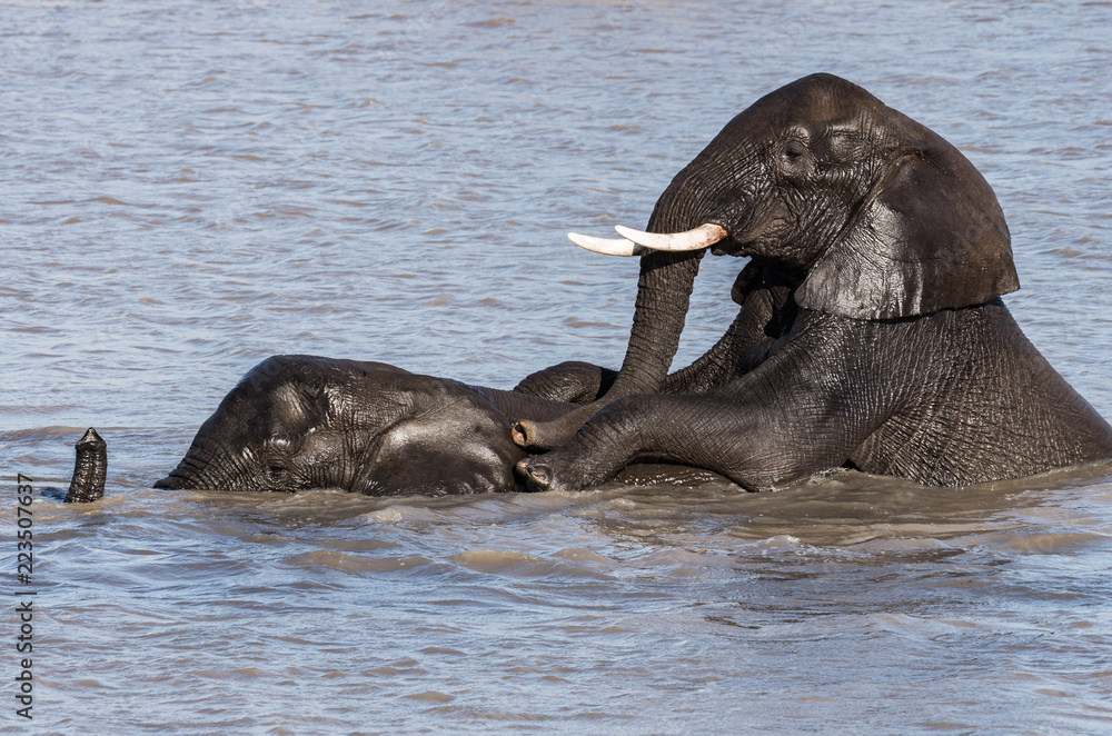 Fototapeta premium Wild young elephants interacting and play in water, dominating