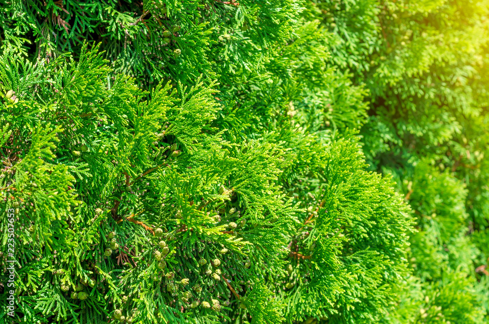 Green shrub thuya, planted evenly trimmed. Background bush, nature