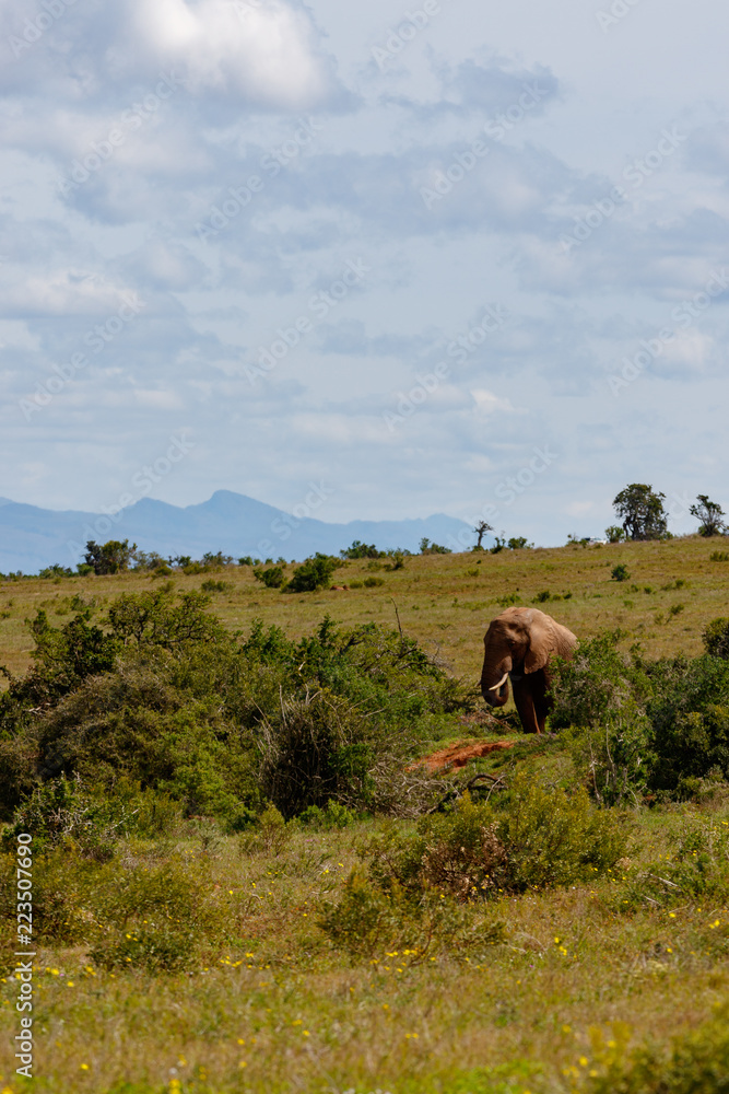 Obraz premium Elephant walking in the field