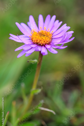 Beautiful close up macro of a Aster alpinus  Alpine aster  purple flower on a mountain in the swiss alps in summer in switzerland