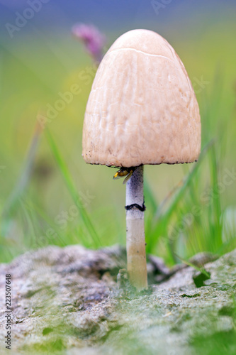Panaeolus semiovatus, a medium-sized buff-colored mushroom toadstool on horse dung in the Swiss alps. Panaeolus is a genus of small, black-spored, saprotrophic agarics