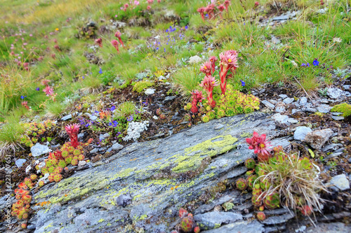 Beautiful alpine rock meadow close up with Mountain Houseleek  Sempervivum Montanum  pink succulent with tight rosettes on a mountain in the swiss alps in summer