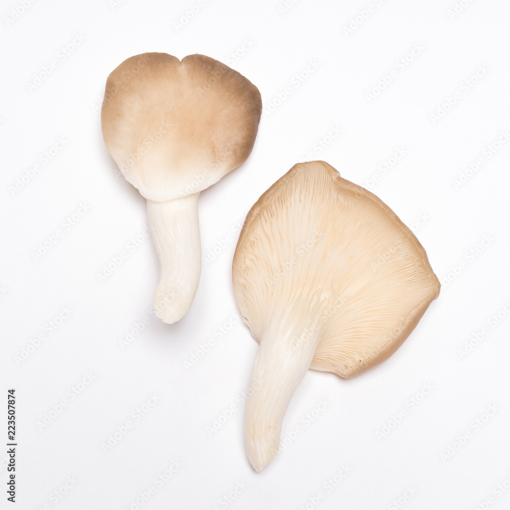 Fototapeta premium Oyster mushrooms (Pleurotus ostreatus) on white background