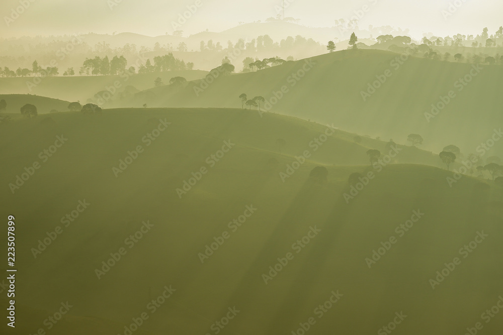 Dramatic scenery of tea plantations with fog in the morning, Bandung, Indonesia - obrazy, fototapety, plakaty 
