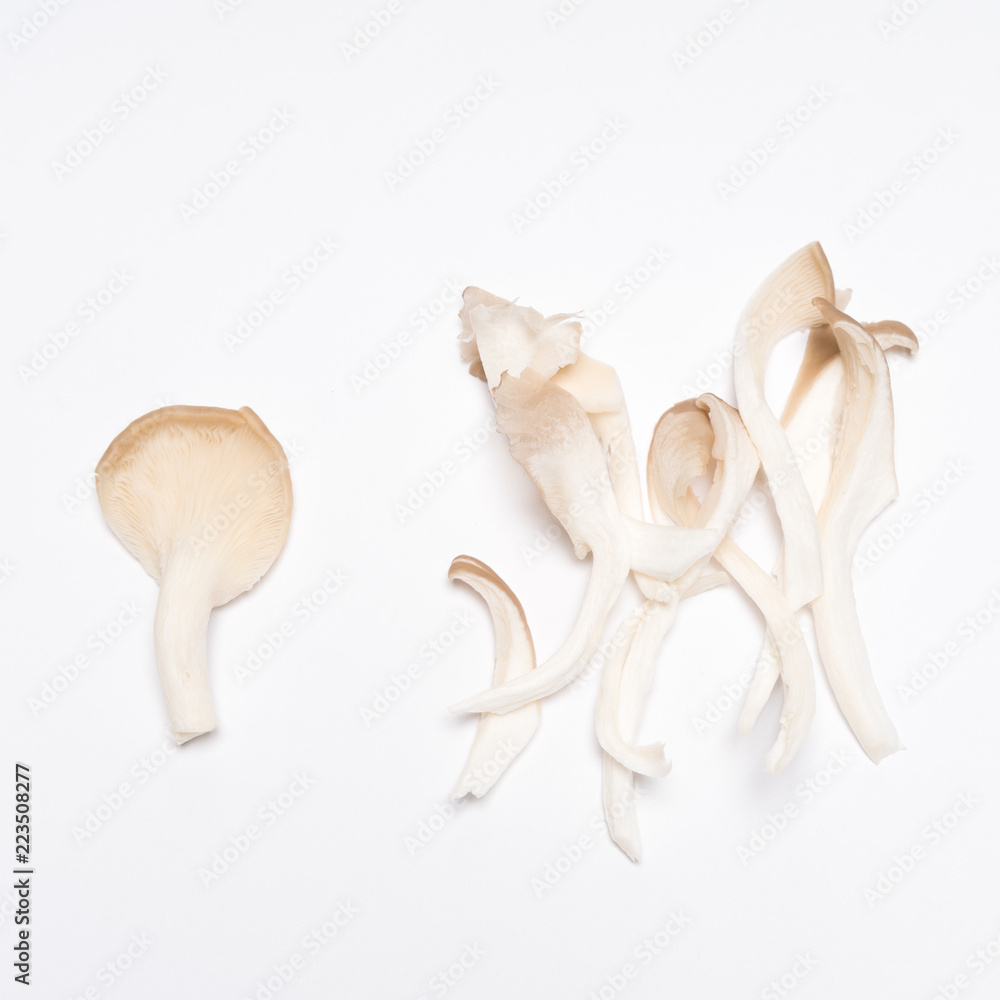 Fototapeta premium Oyster mushrooms (Pleurotus ostreatus) on white background