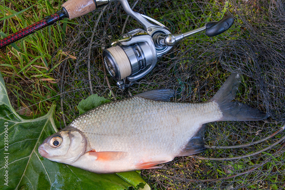 View of freshwater silver bream or white brem fish on black fishing net and fishing rod with reel. . View of freshwater silver bream or white brem fish on black fishing net and fishing rod with reel. .