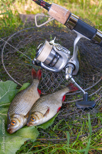 View of two freshwater common rudd fish on black fishing net and fishing rod with reel..