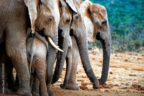 Adult elephants protecting young elephant, Addo National Elephant Park, South Africa