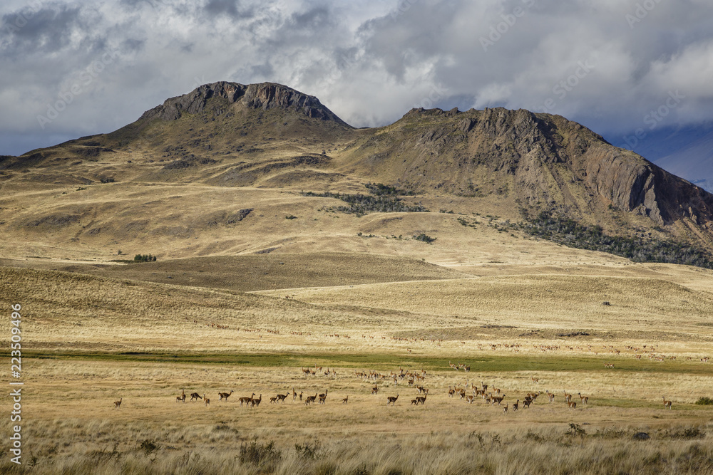 Group of guanacos standing at Chacabuco Valley Group of guanacos standing at Chacabuco Valley