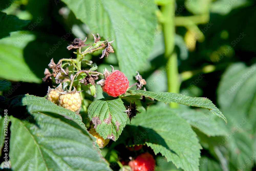 Ripe and unripe raspberry in fruit garden. Growing natural bush of raspberry. Branch of raspberry in sunlight. Ripe and unripe raspberry in fruit garden. Growing natural bush of raspberry. Branch of raspberry in sunlight.