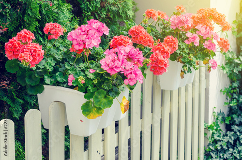 Fototapeta Naklejka Na Ścianę i Meble -  Flowers of primroses in white pots on a wooden fence