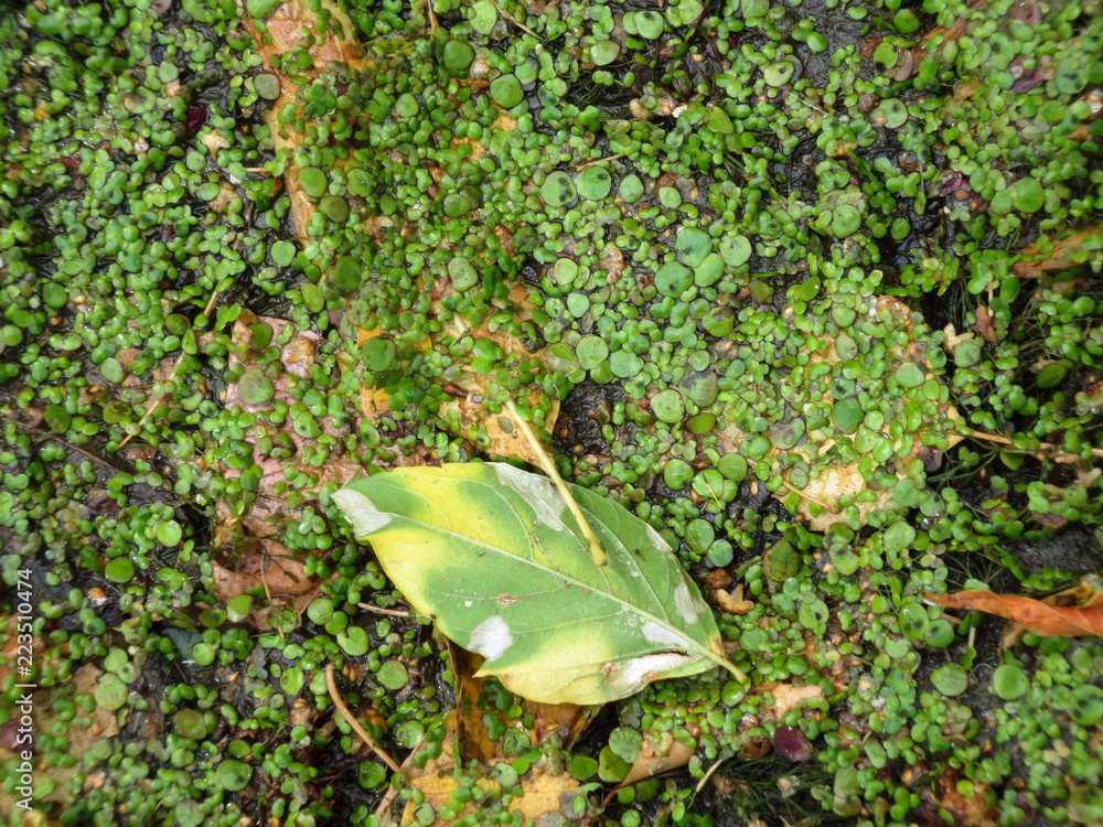 Yellow leaves and duckweed on the pond. Yellow leaves and duckweed on the pond.