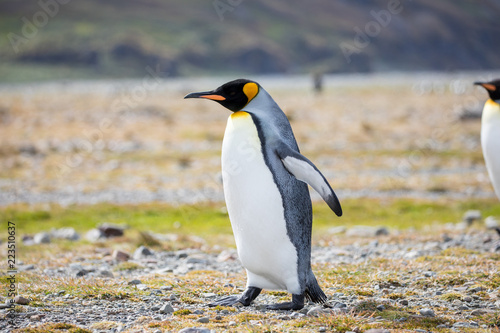 penguin in the arctic