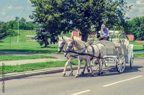 White horses drive a white coach down the city street, the coachman sleeps © romankrykh