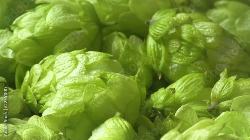 Green fresh hop cones for making beer and bread close up.Background hops cones.hop cones macro shot