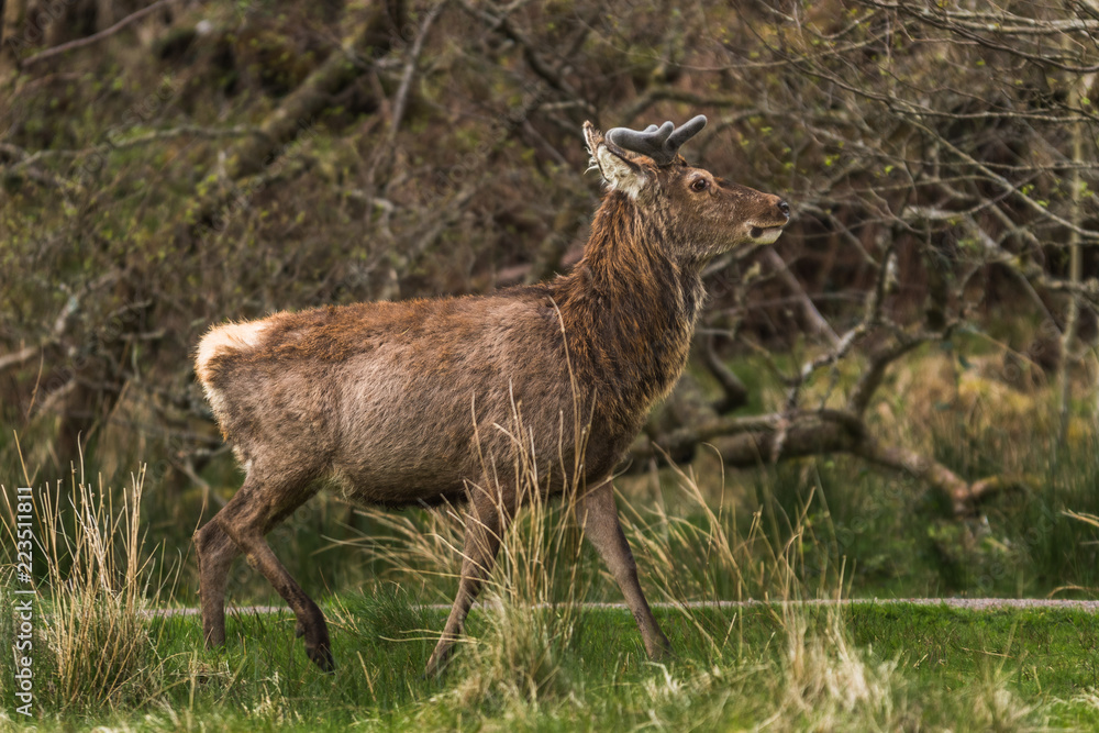 Wildlife Deer in the woods with green grass sorounding Wildlife Deer in the woods with green grass sorounding