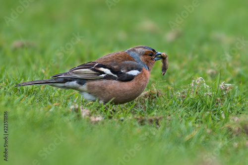 Chaffinch (Fringilla coelebs) male, isolated, on the grass with a worm in his beack / eating