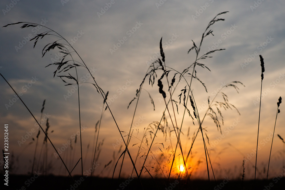 Obraz premium ssunset in the grass