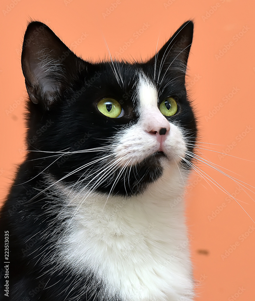 Black with white cat on orange background