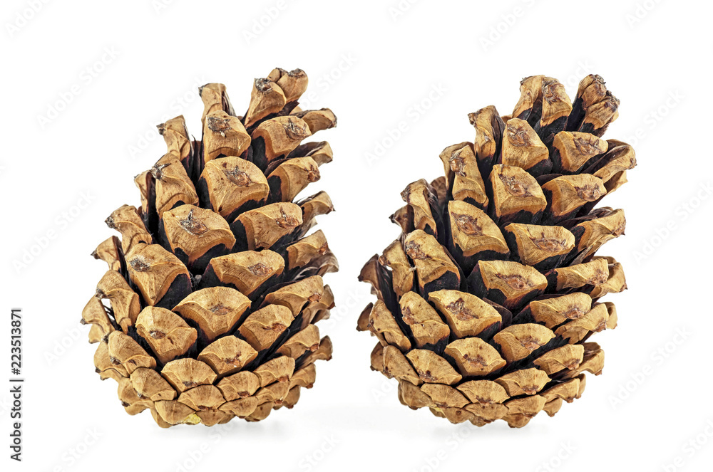 Two brown pine cones on a white background Two brown pine cones on a white background