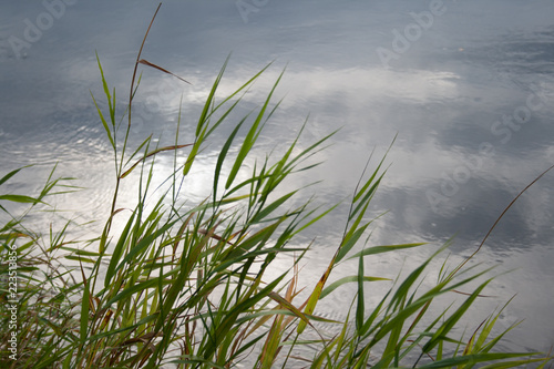 river grass with evening sky and clouds reflection in water in stillness mood