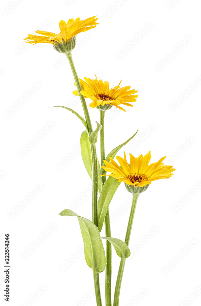 Marigold flowers with leaves isolated on white background. Calendula officinalis. Marigold flowers with leaves isolated on white background. Calendula officinalis.