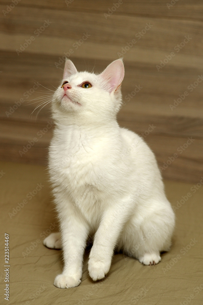 White kitten on a gray background