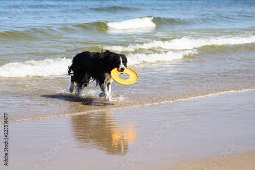 dog running retrieving a toy in the sea