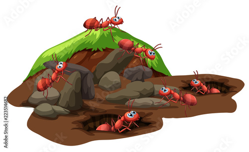 Group of ants living underground