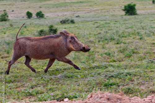Warthog running wild in the grass