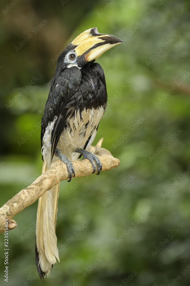 Oriental Pied-hornbill - Anthracoceros albirostris, small beautiful hornbill from Southeast Asian forests and woodlands.