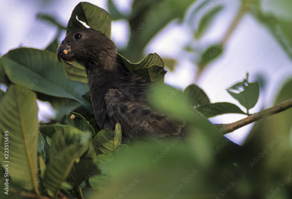 Naklejka premium Vasa des Seychelles, Perroquet, Coracopsis barklyi, Seychelles Black Parrot