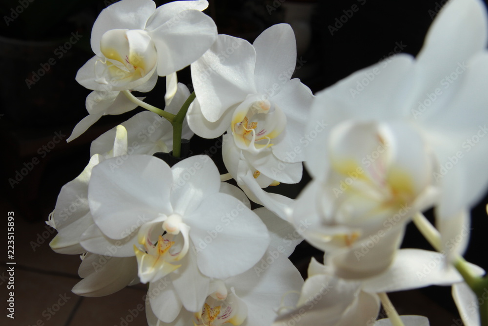 Obraz premium Phalaenopsis Tropic Snowball
