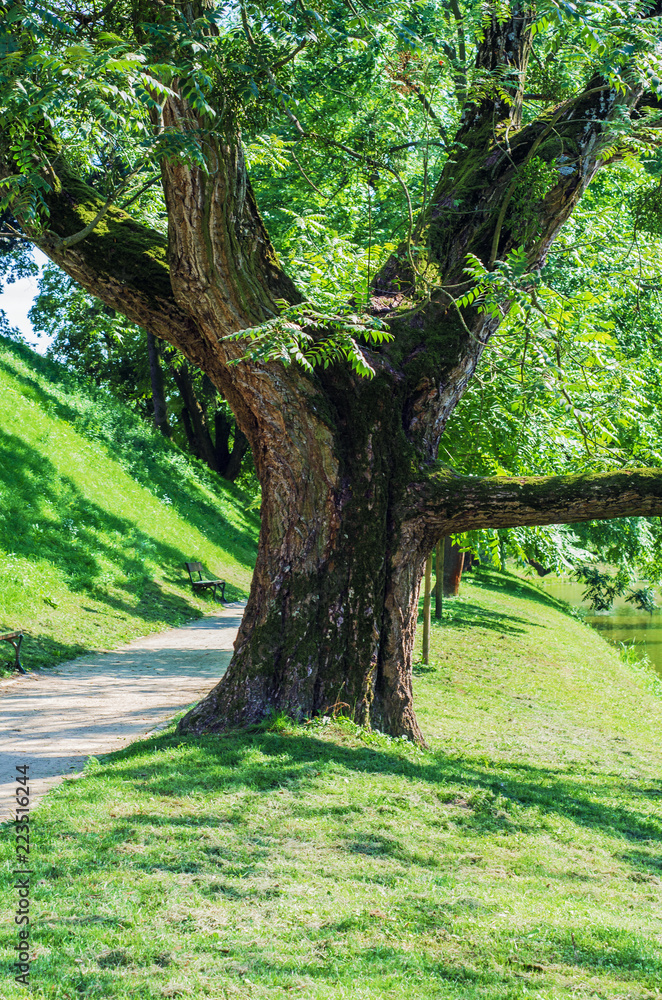 Fototapeta premium Old tree ash in the park