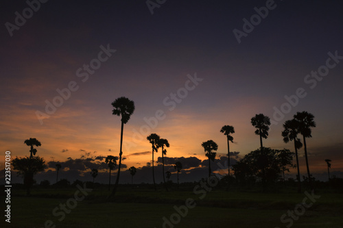 palm tree in sunset