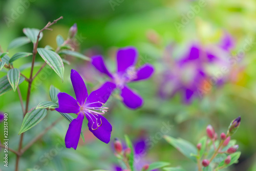 Colorful flowers for hanging to decorate the garden. Beautiful flower blur garden background.