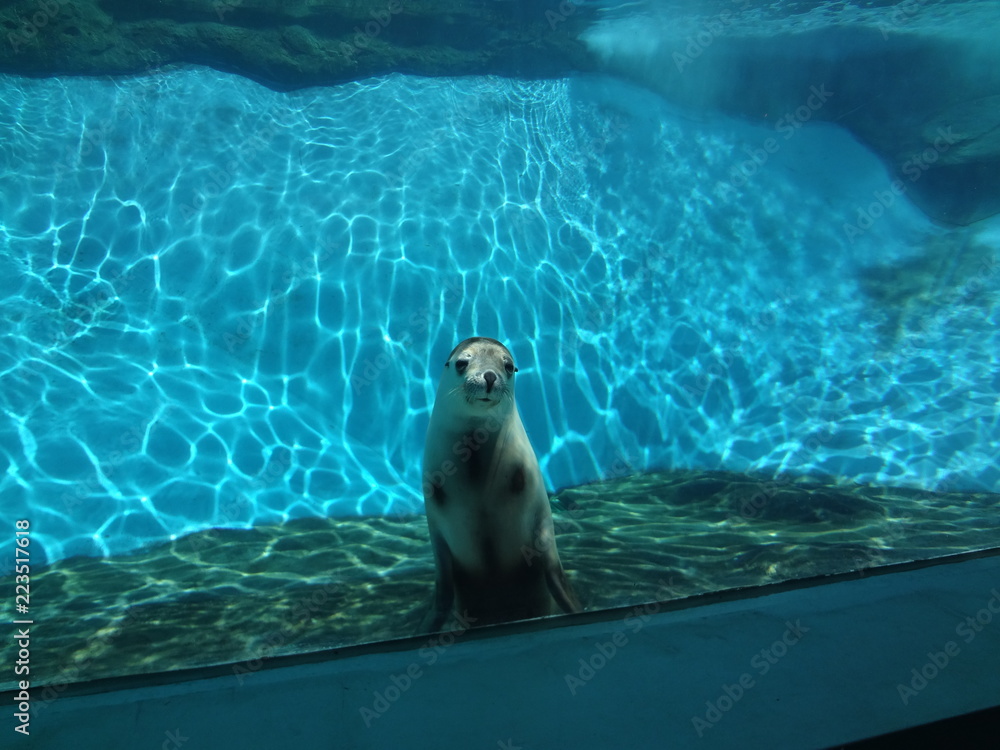 Fototapeta premium seal in water