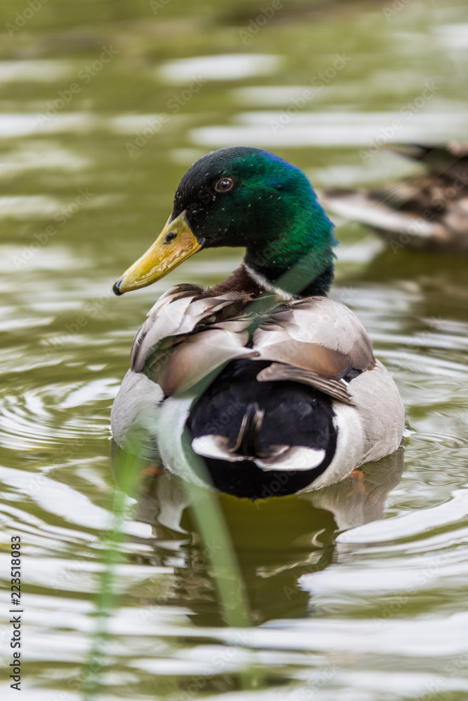Mallard Duck in the lake with some grass in Scotland. closeup shot swiming