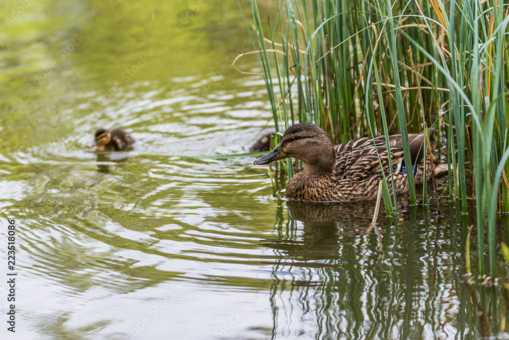 Mallard Duck in the lake with some grass in Scotland. closeup shot swiming with a little duckling Mallard Duck in the lake with some grass in Scotland. closeup shot swiming with a little duckling